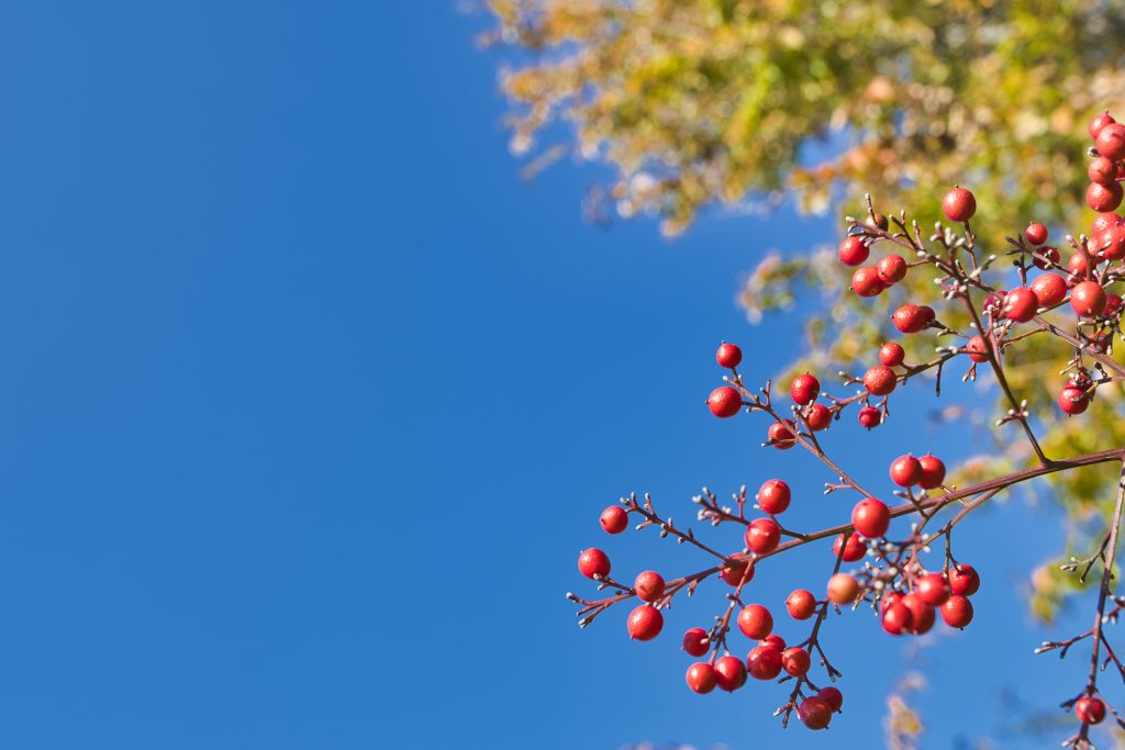 秋の日の赤い木の実