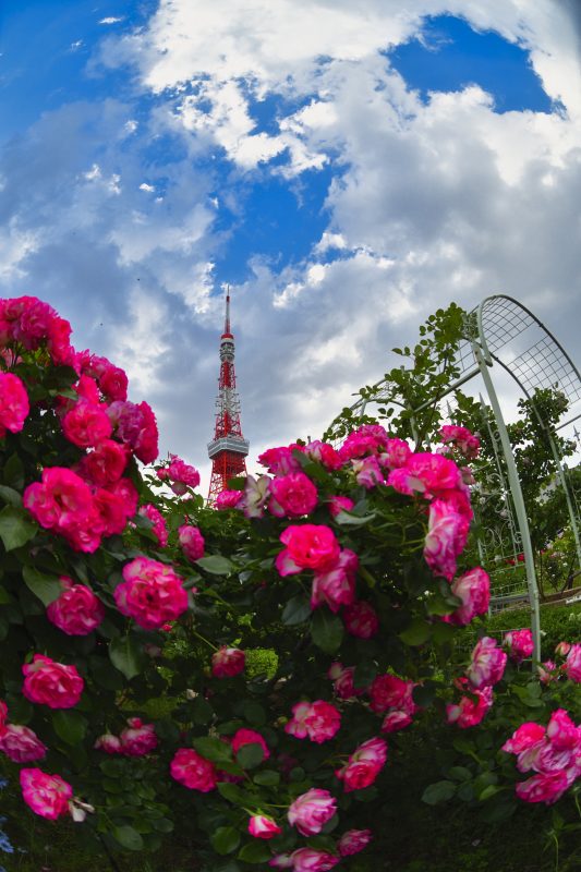ピンクのバラと東京タワー