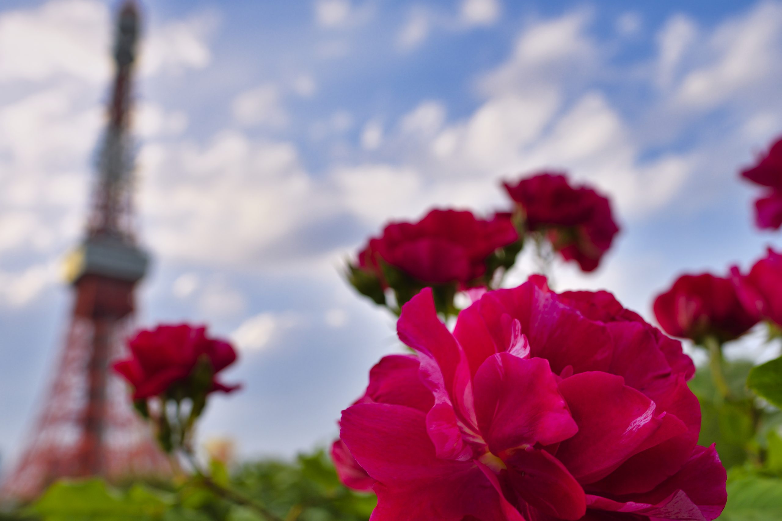 バラの花と東京タワー　無料素材